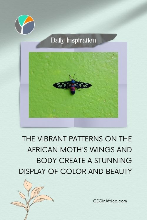 Beautiful African moth