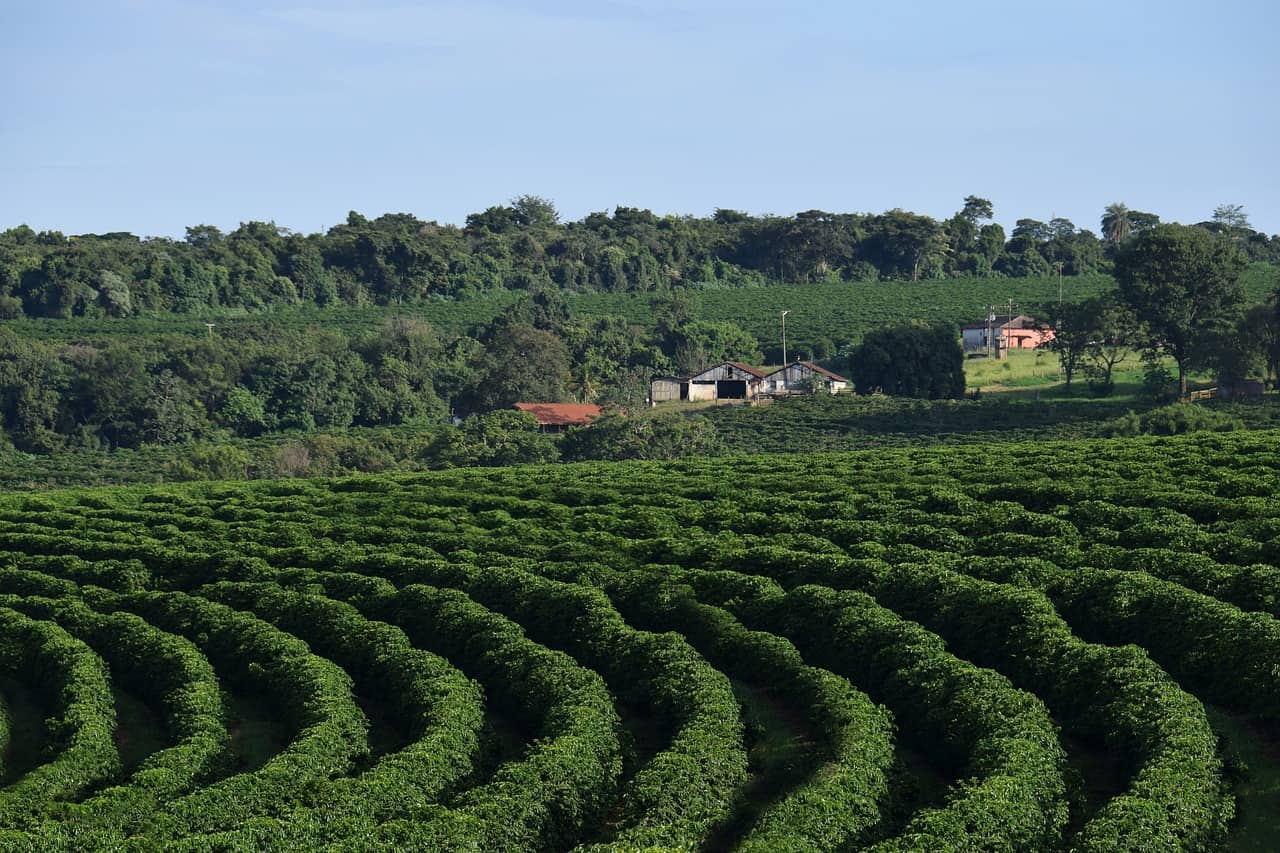 coffee plantation