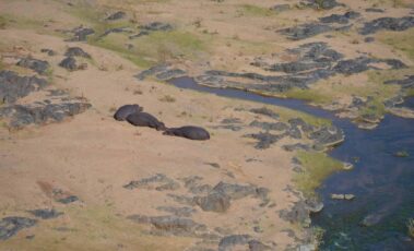 Hippos on riverbank in Kruger National park in South Africa