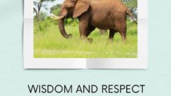 African Elephant in Botswana