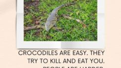 Crocodiles are easy