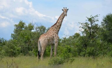 Happy Giraffe in Botswana - Africa