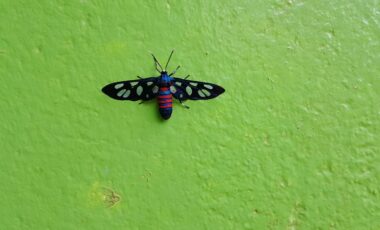 Beautiful African moth