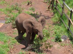 baby elephant