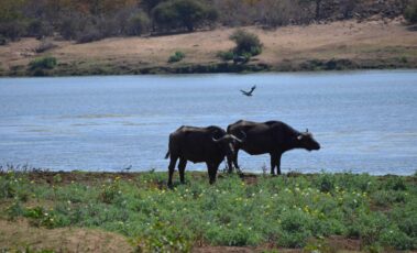 African buffalo in Botswana - Chobe National park