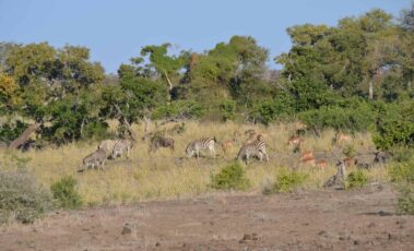 Grazing zebras and antelopes in South Africa