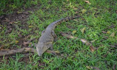 Crocodile in Zambia