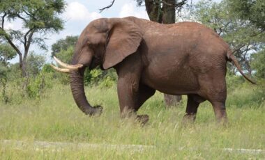 Majestic elephant in Botswana