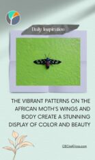 Beautiful African moth