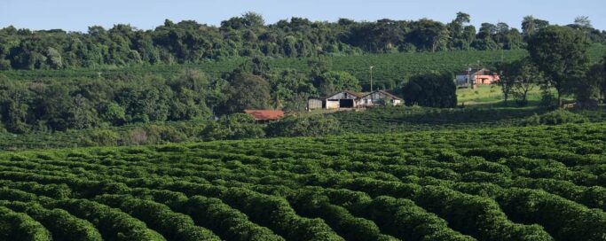 coffee plantation