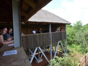 viewing elephants